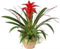 Guzmania 